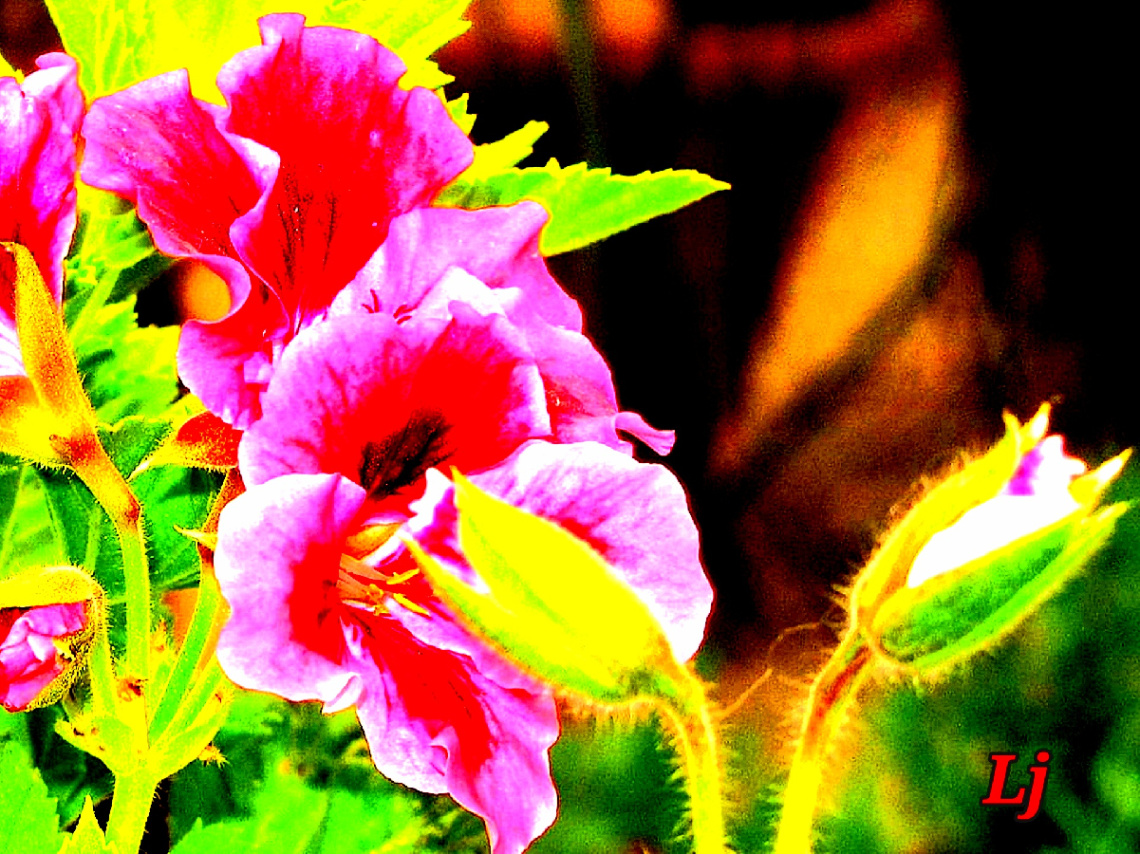 Geranium beauty ❤️⚜❤️