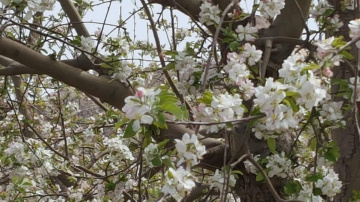 Apple blossom ⚜⚜