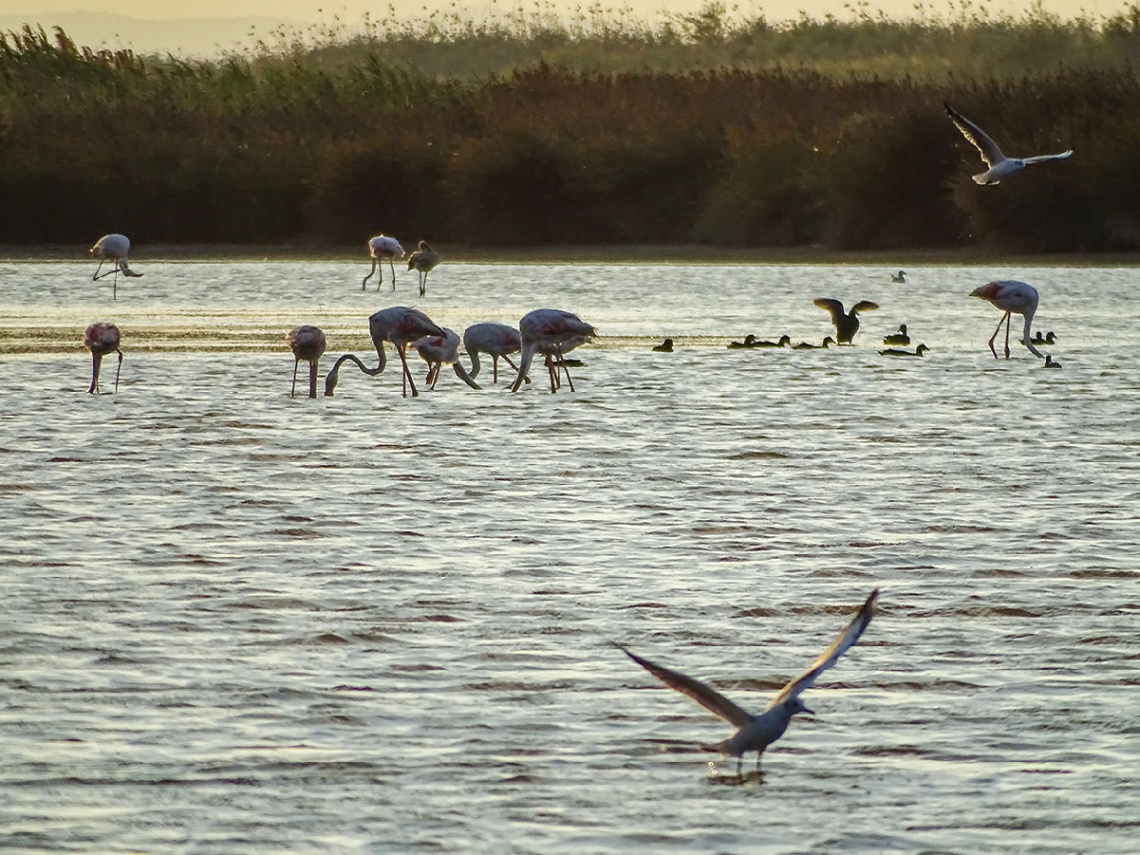 Gönen Çayı Deltasından