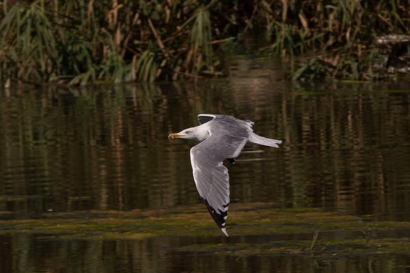 Balık Avlamış Martı