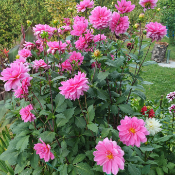 DAHLIAS 