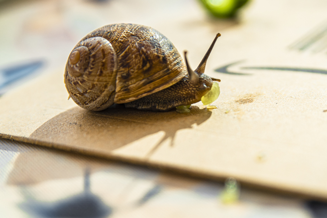 Salatalık Yiyen Salyangoz /Snail Eating a Cucumber