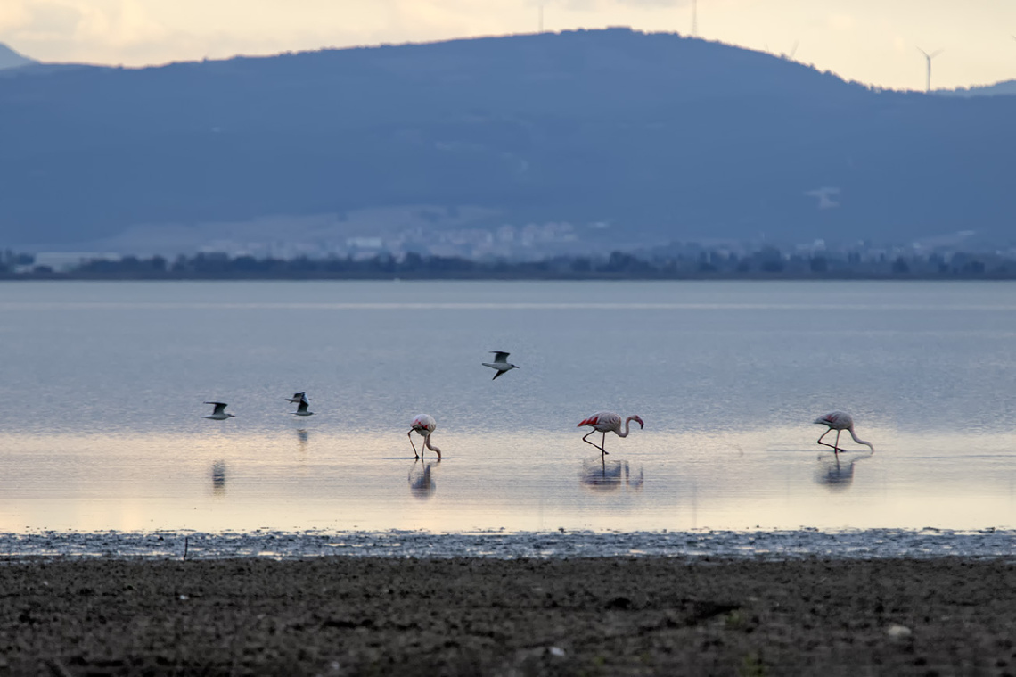 Bandırma Kuş Cenneti Flamingolar