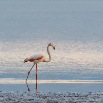 Allı Turna (Flamingo)