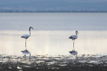 İki Flamingo