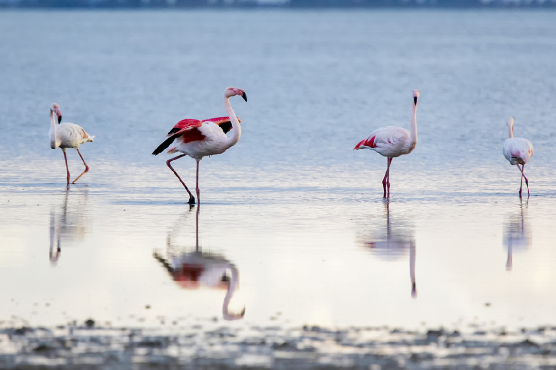 Flamingolar