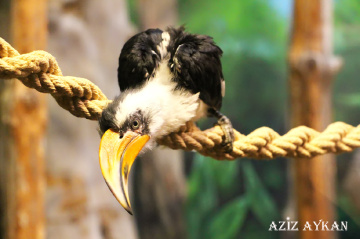 Merhaba Kim Var Orada Ben Geldim:))