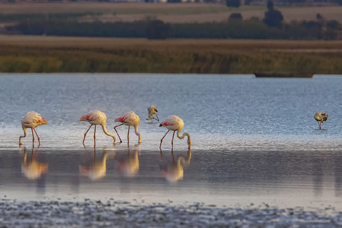 Flamingolar