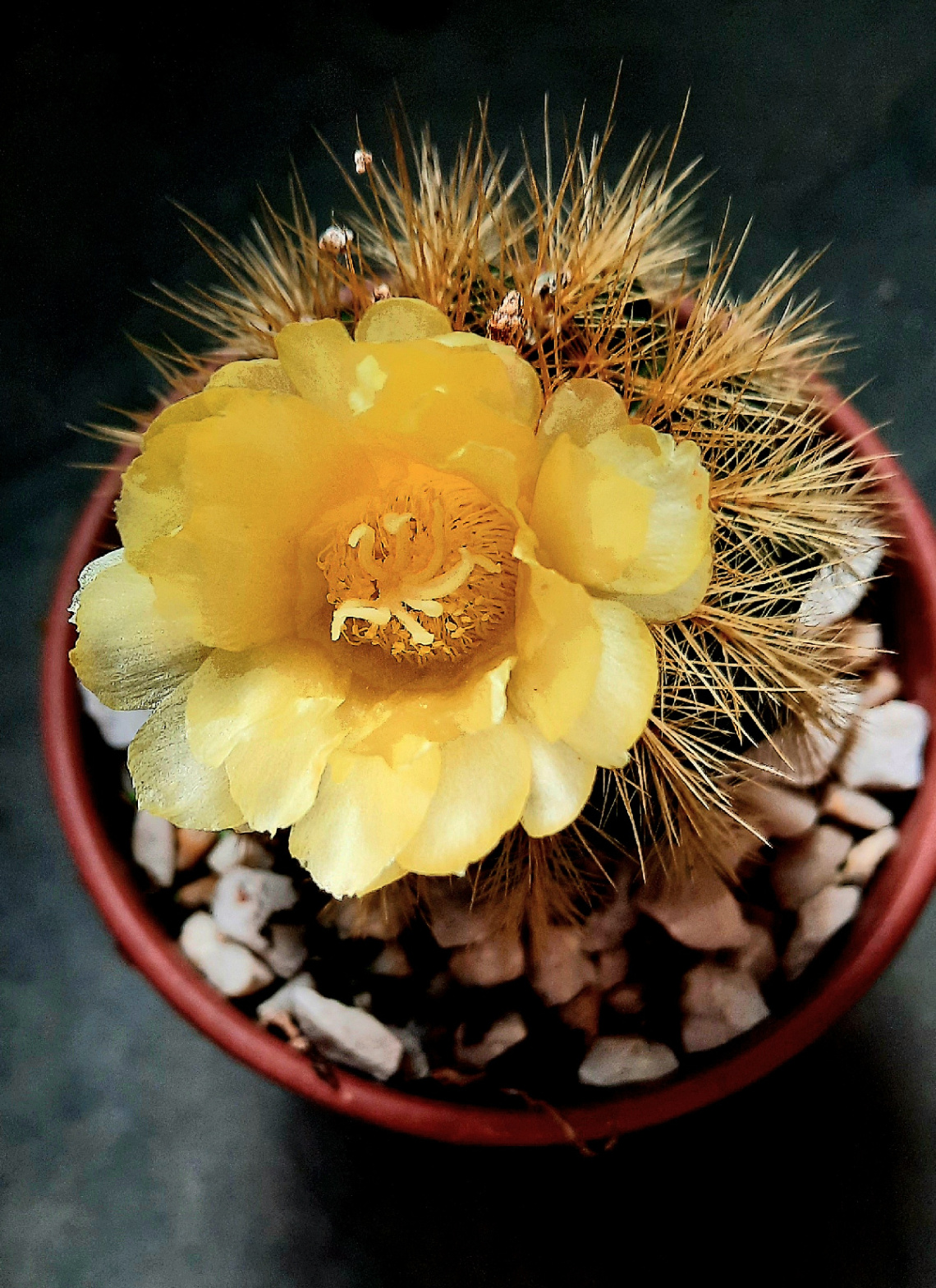 Flor de Cactus 