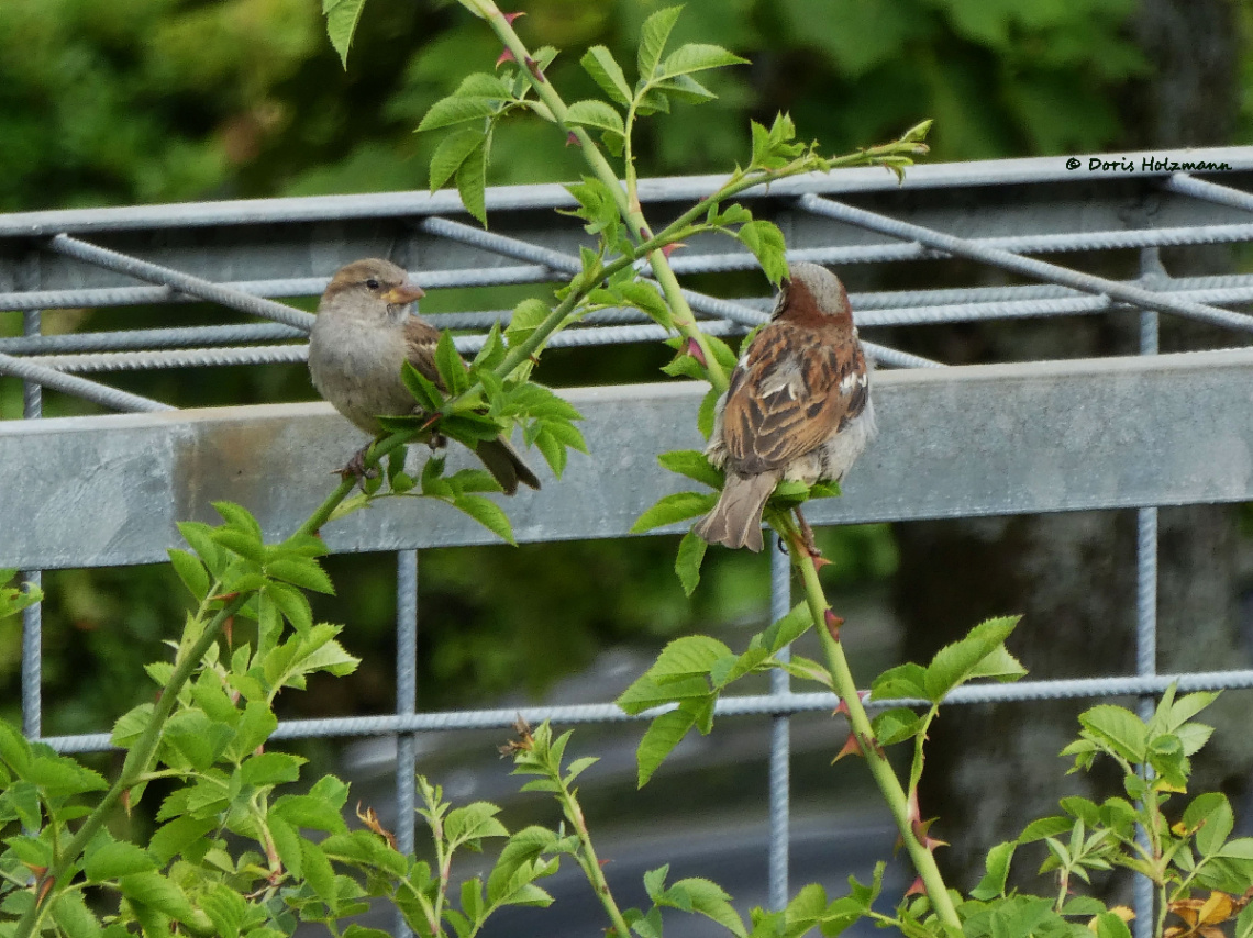 sparrows