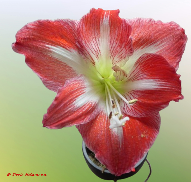 Amaryllis