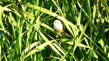 bıyıklı baştankara