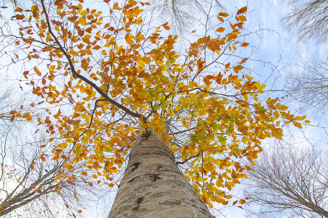 Kayın'ın Hazan Karesi