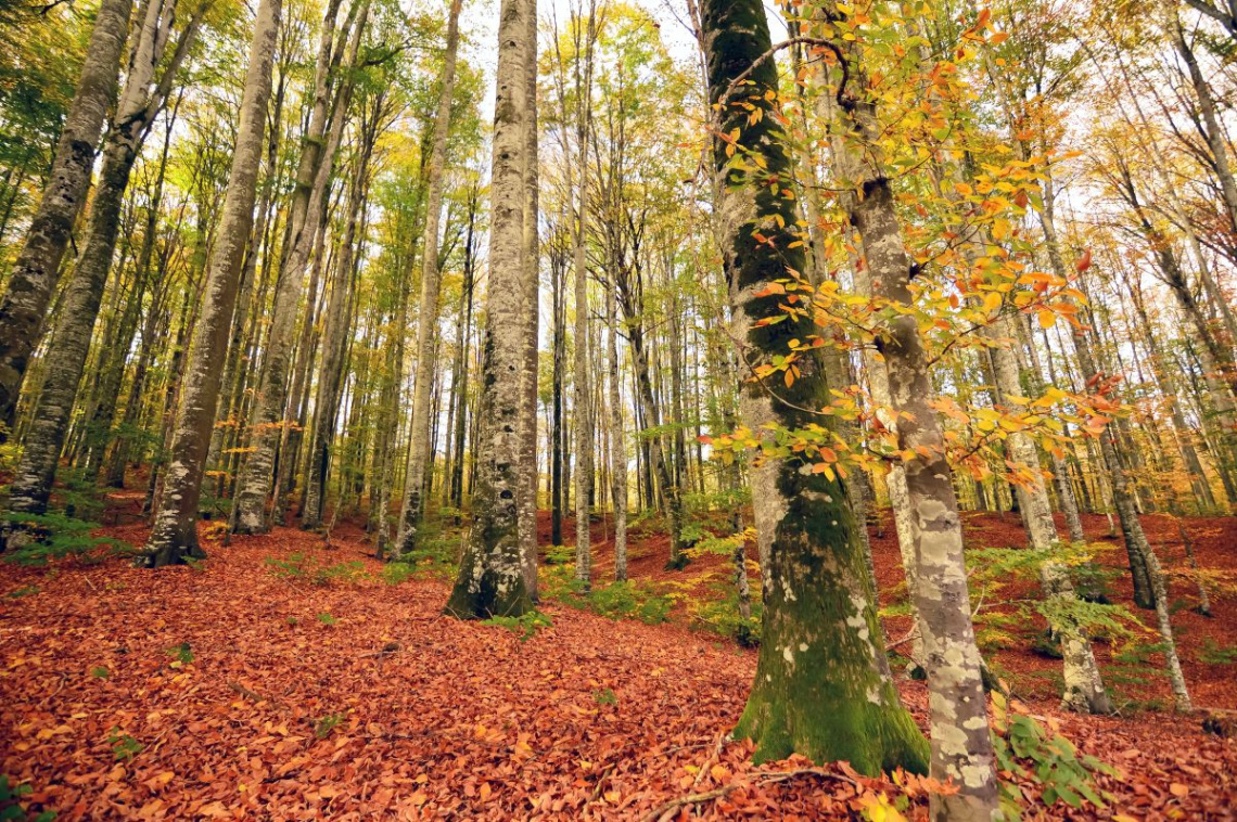 MEVSİM SANAT OLUNCA  (1)