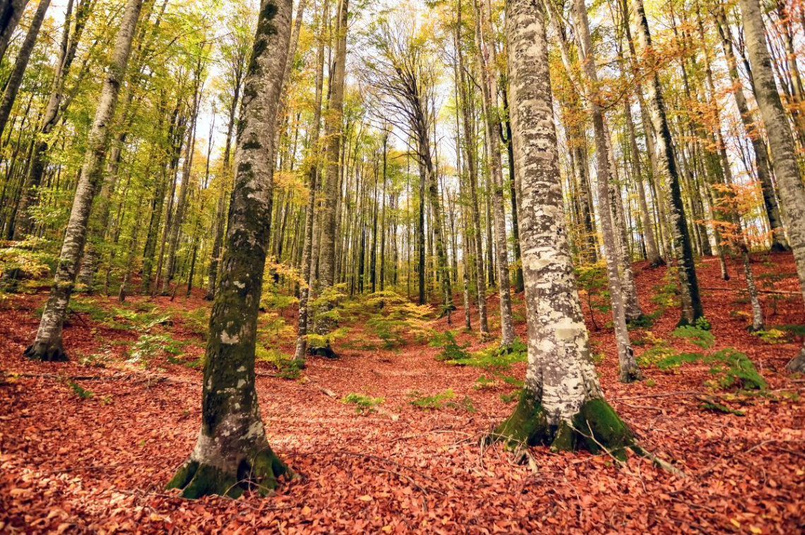 MEVSİM SANAT OLUNCA  (2)