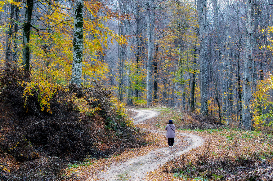 Ormanın Hazanından
