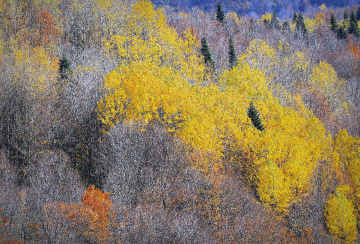 SONBAHARIN RENKLERİ