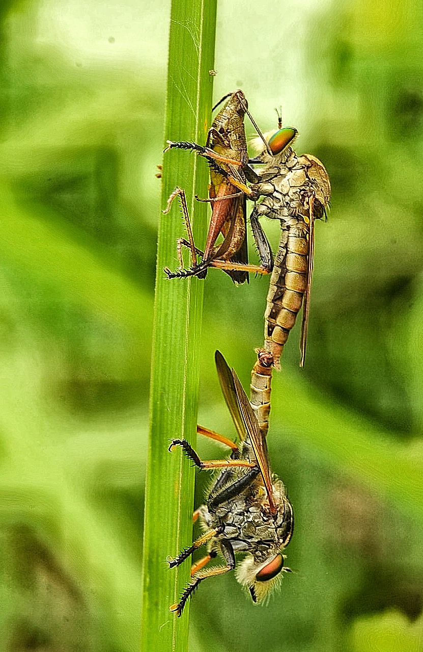 Three and one
