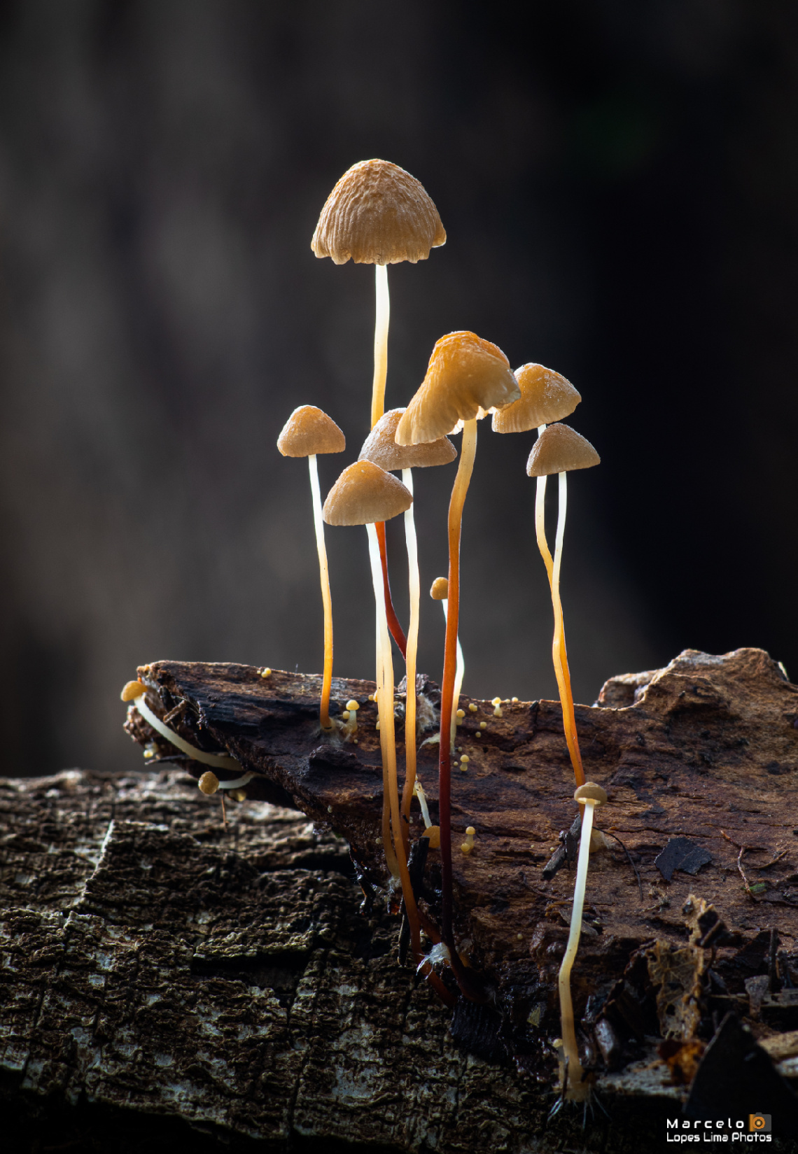 Cogumelos