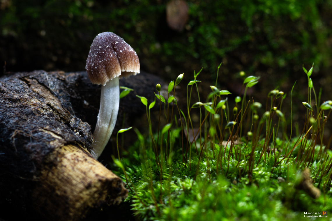 Cogumelo