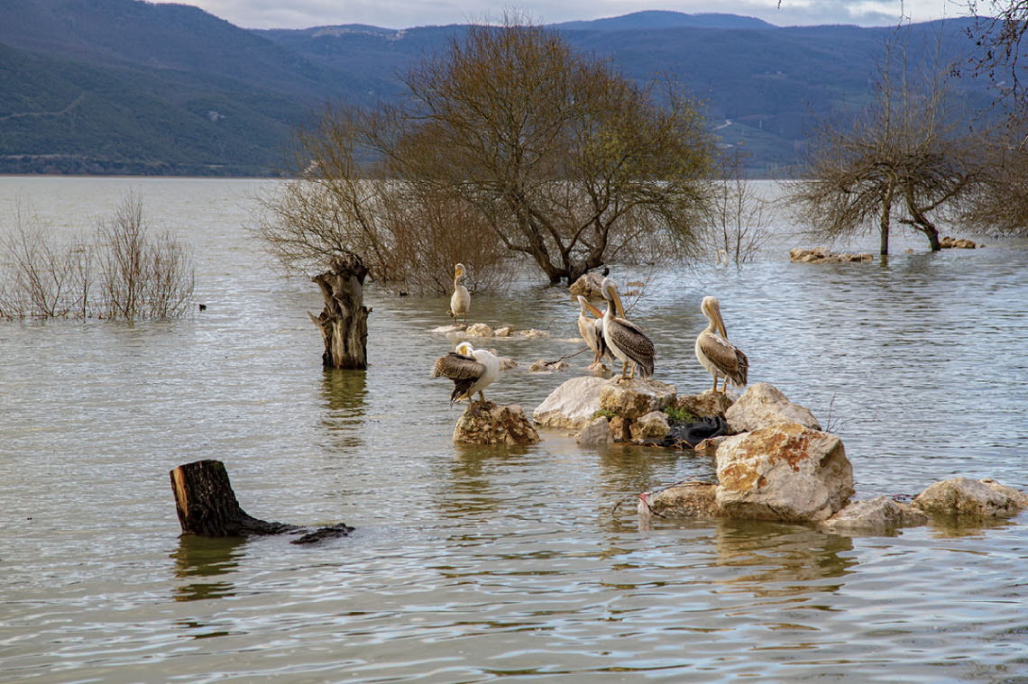 Gölyazı Pelikanları