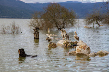 Gölyazı Pelikanları