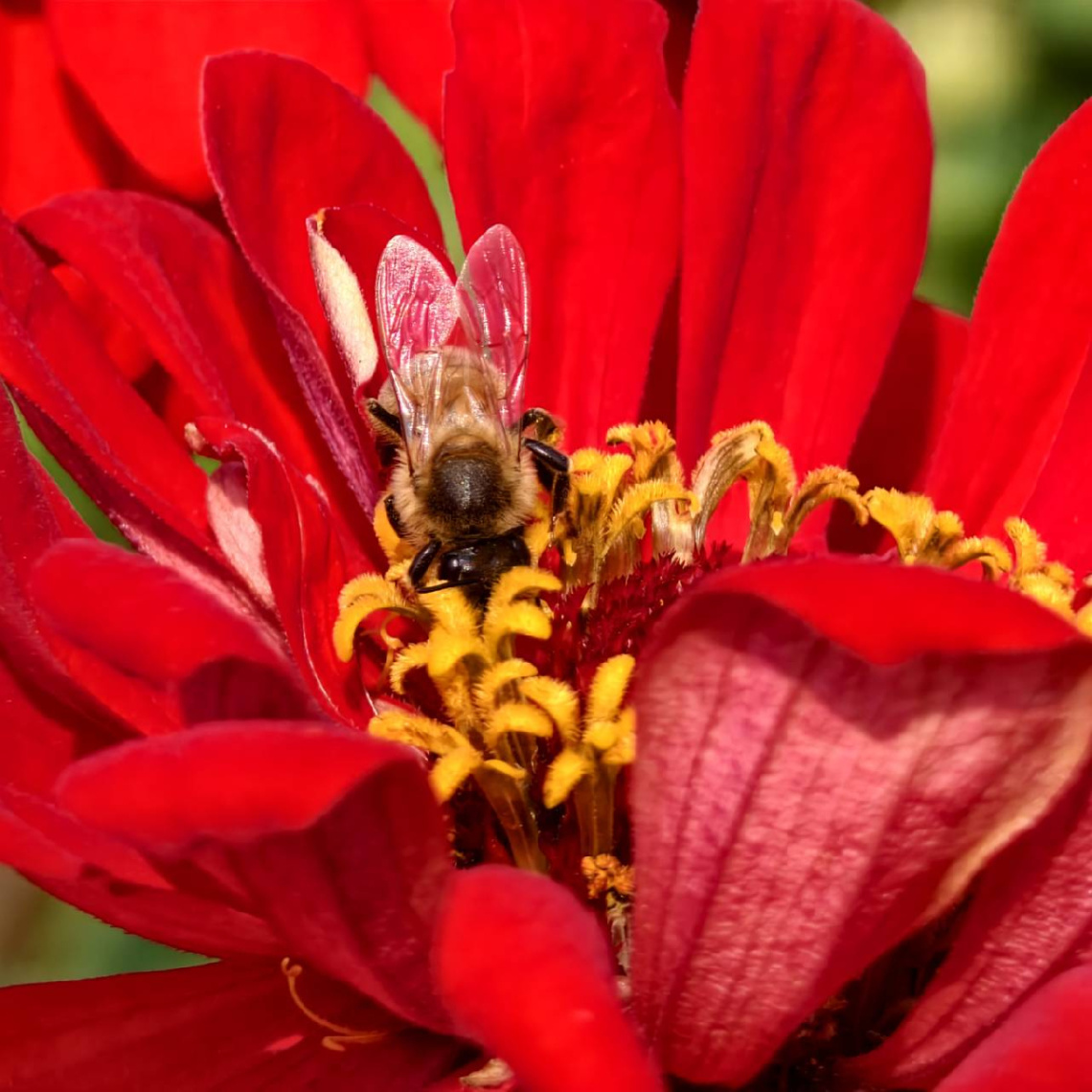盡情享用的蜜蜂