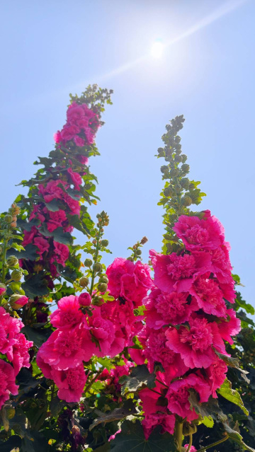 迎向陽光的盛開