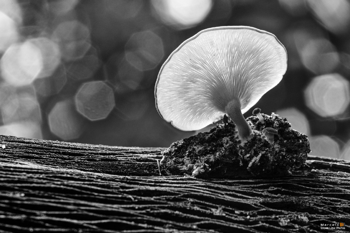 Cogumelo em preto e branco
