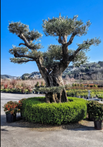 Gökyüzüne Açılan Eller 