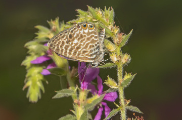 Mavi Zebra Kelebeği