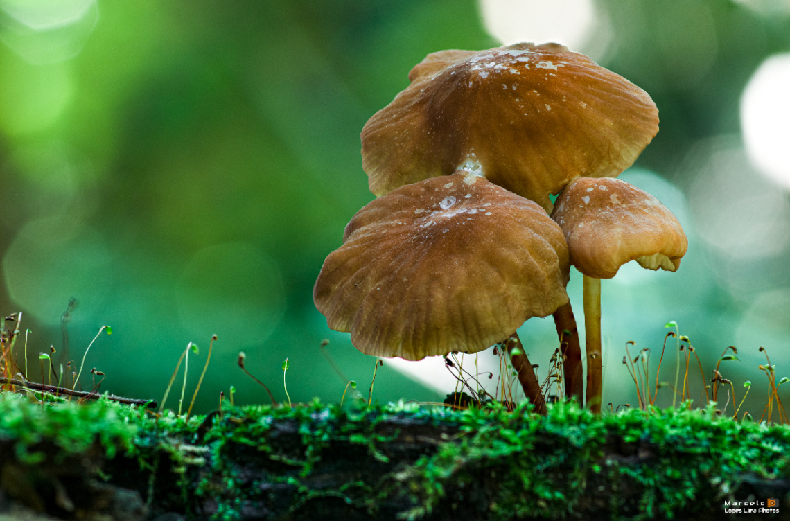 Cogumelo