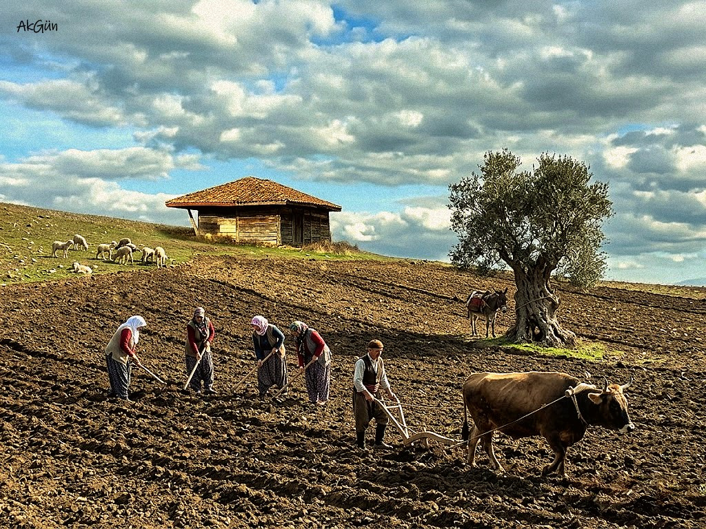 alın teri