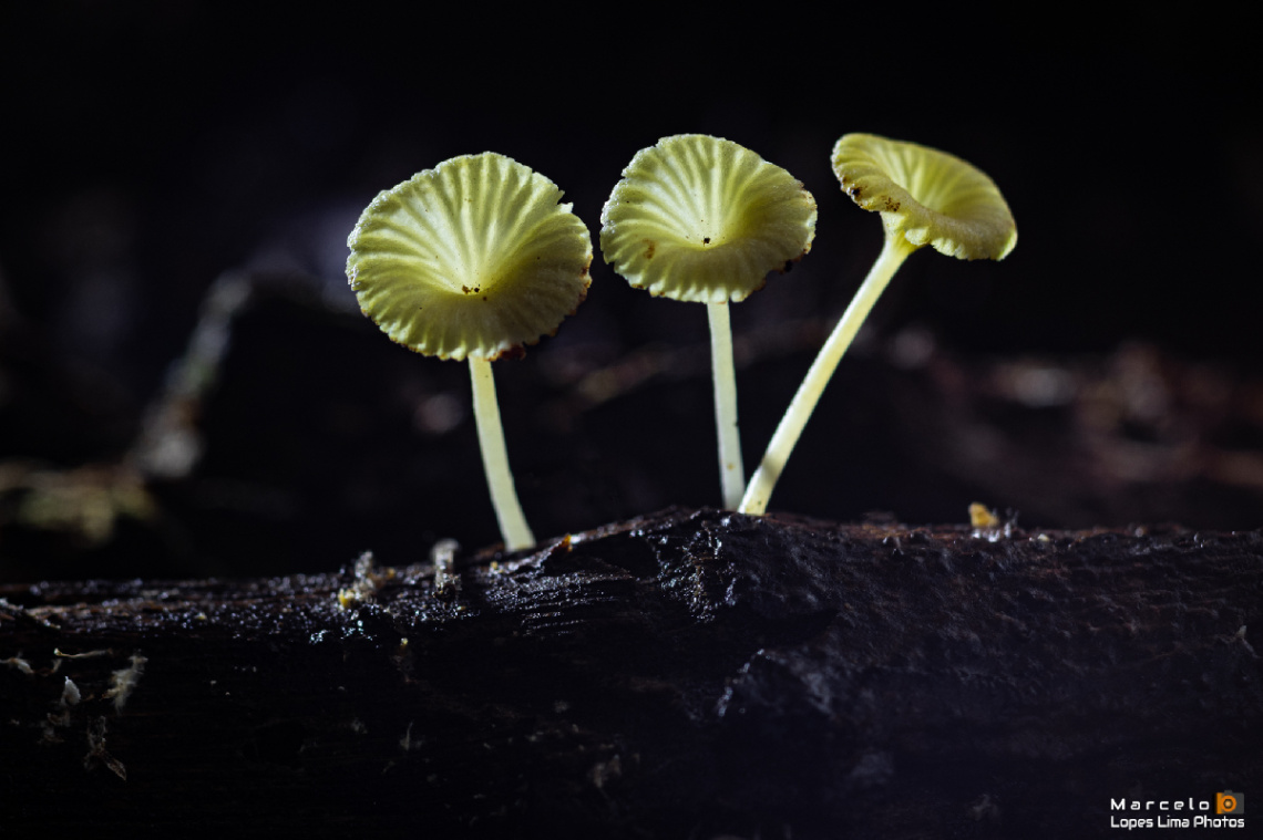 Cogumelos