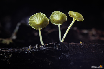 Cogumelos