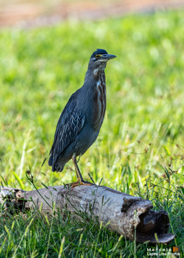 Fotografando aves