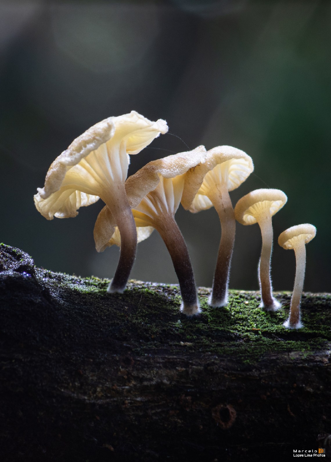 Cogumelos