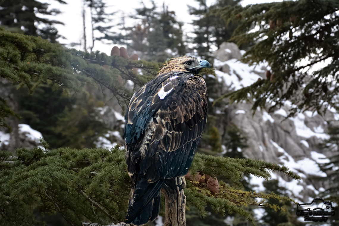 Eagle