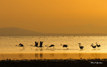 Flamingolar