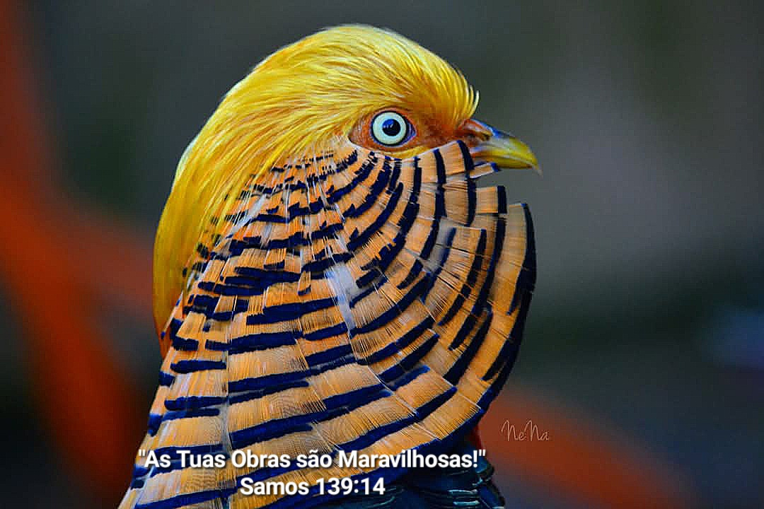 Golden Pheasant