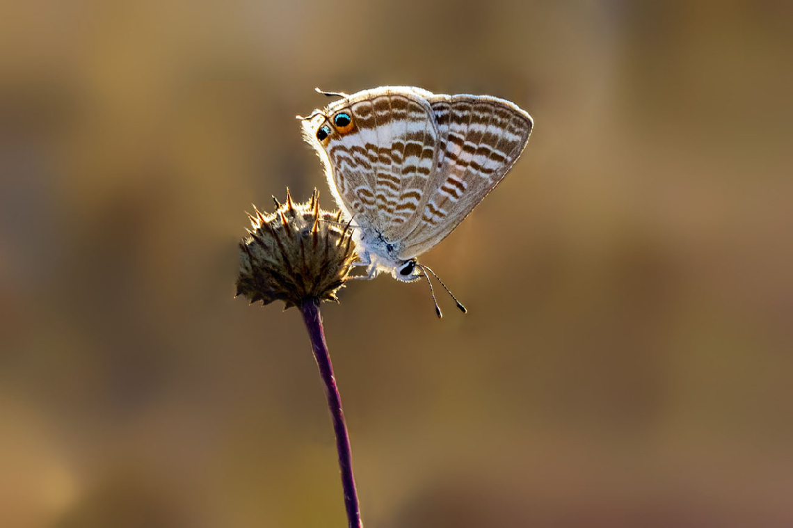 Lampides Türü