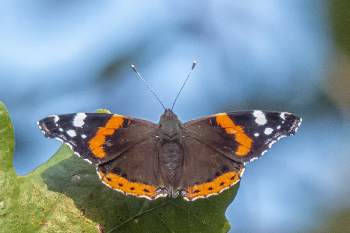 Atalanta Türü