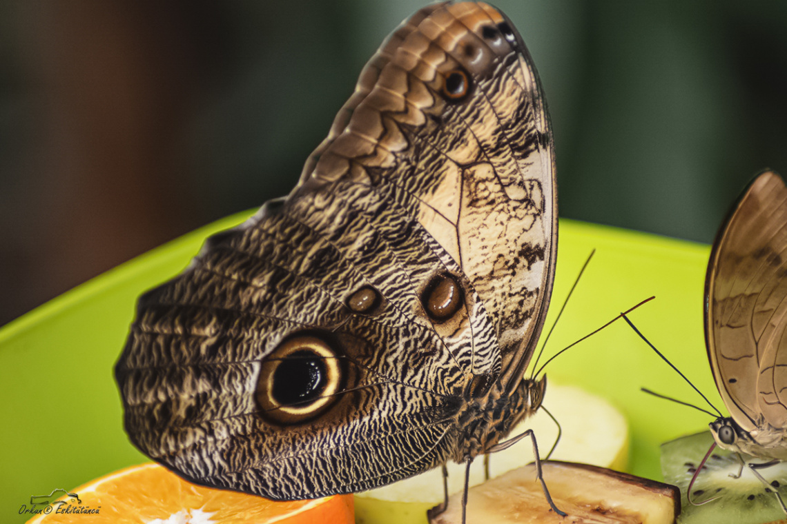 Owl Butterfly