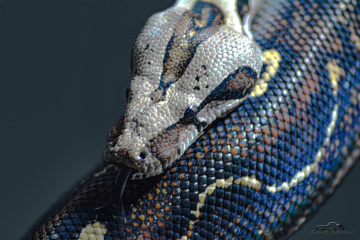 Boa Yılanı - Boa constrictor