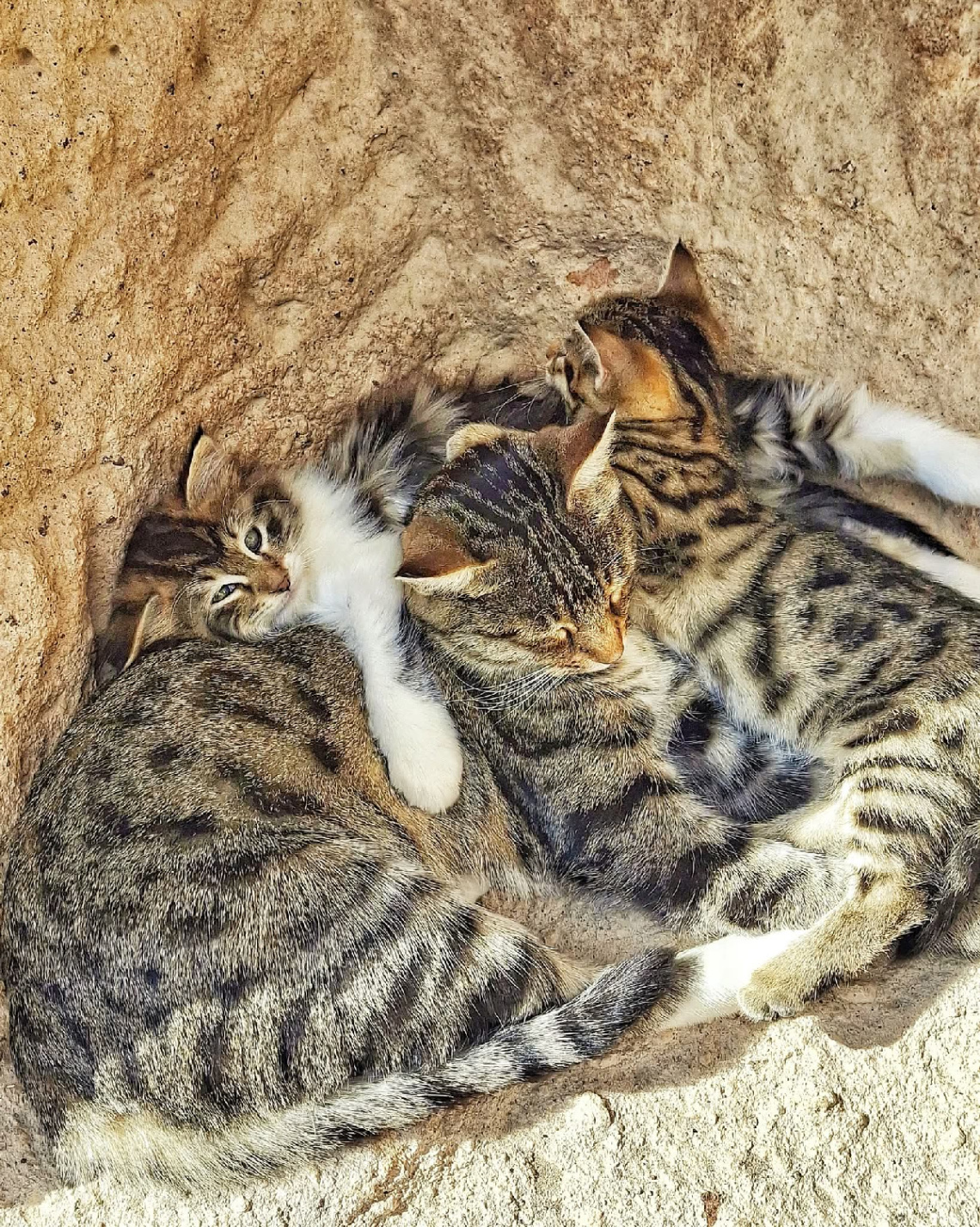 Kedi Ailesi