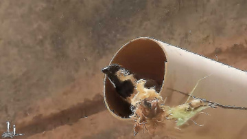 Sparrow at est