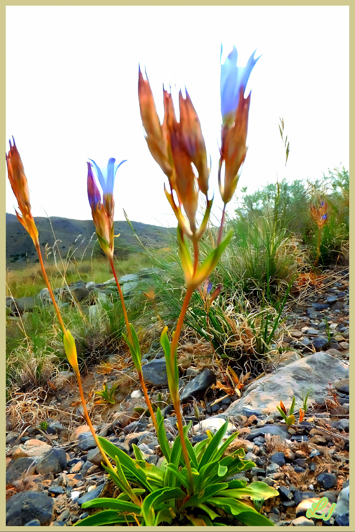 Wild is beautiful 