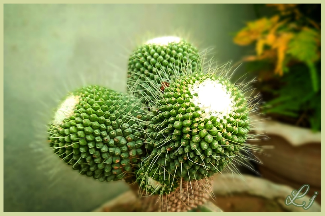 Beauty in arrangement 