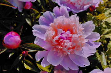 pink peony