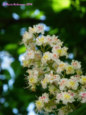 Kastanienblüten